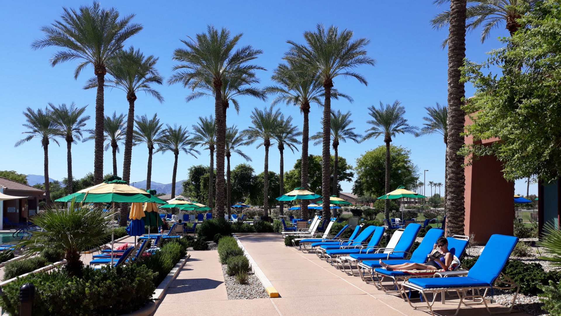 Photo of palm trees by a poolside patio