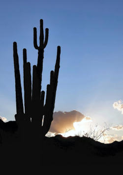 Photo of tall large cactus against a sunrise or sunset skyline